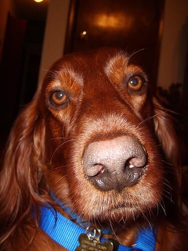 Setter Irish