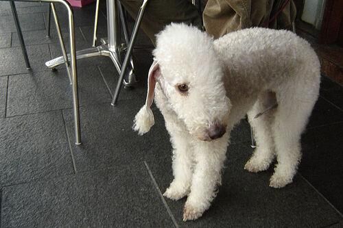 Terrier Bedlington