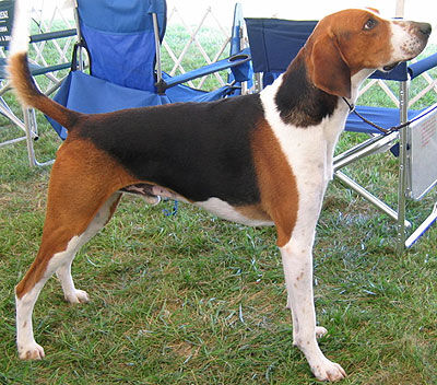 Hound English