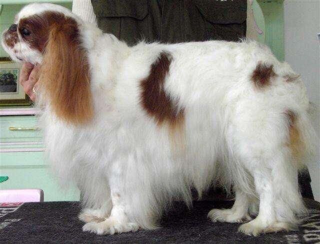 Spaniel Blenheim
