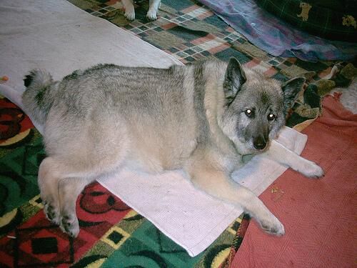 Elkhound Norwegian
