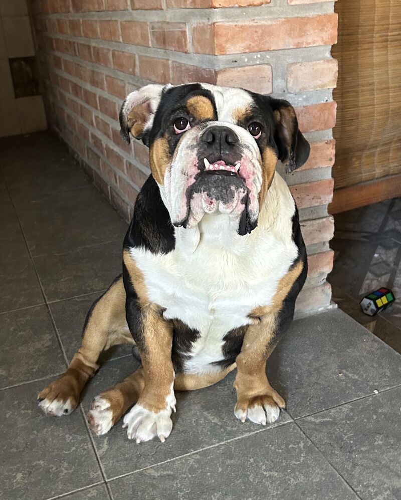 Hi, I’m Braulio. I love being in the kitchen in case something falls on the floor.