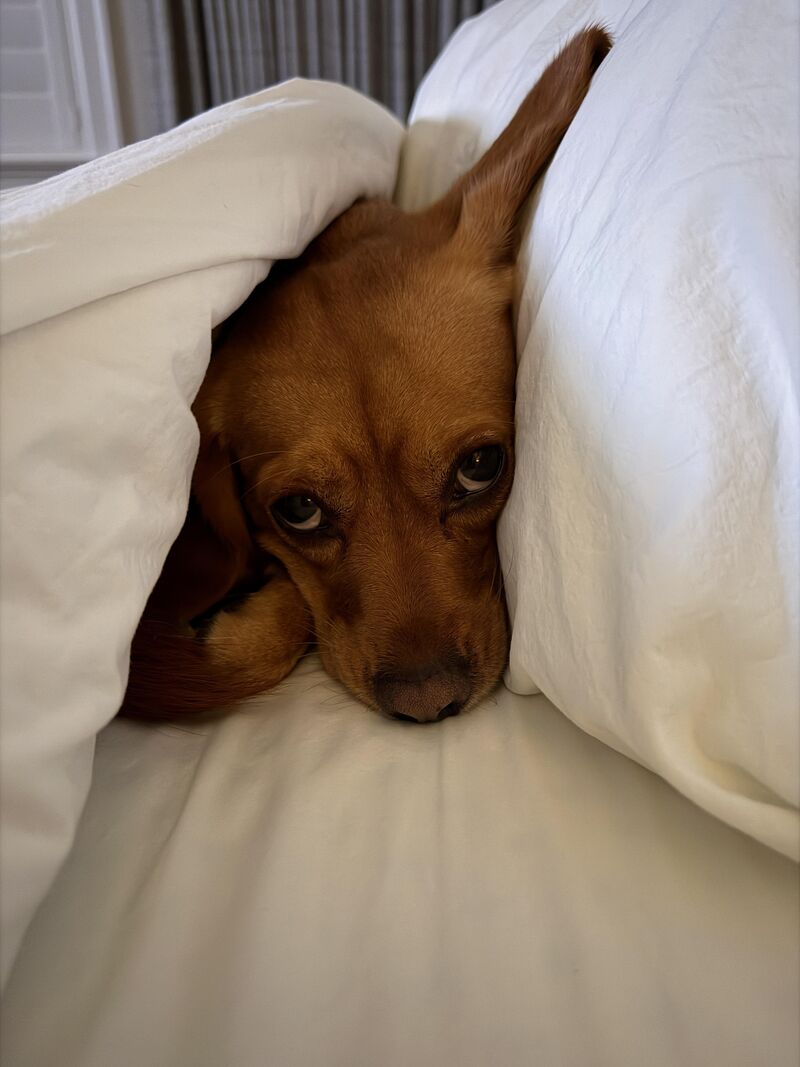 Look at my dog that just started sleeping in my bed. She is so happy and comfortable.