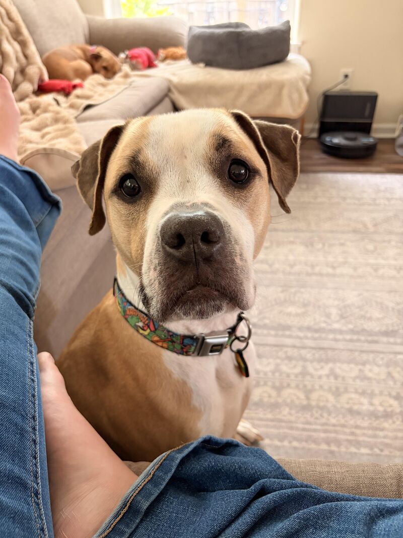 I finally have *my* dog.