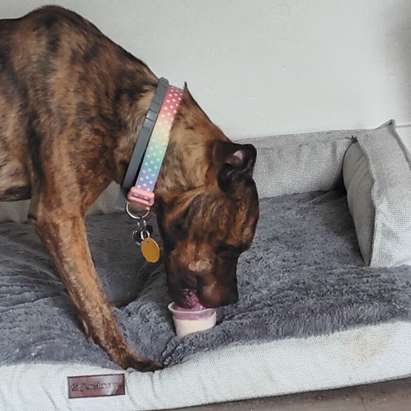 Tora enjoying her doggy ice cream cup after zoomies at the park on a hot day!