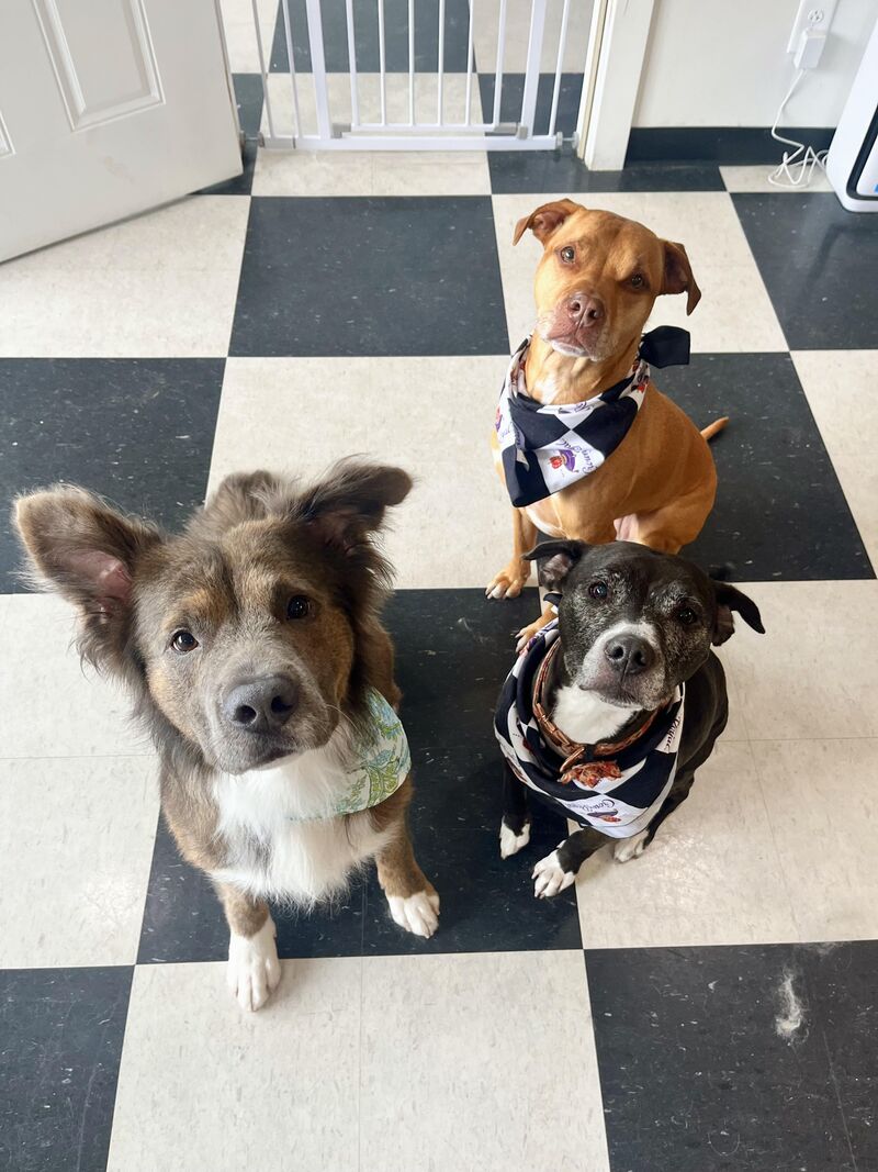 Best work helpers ever!
