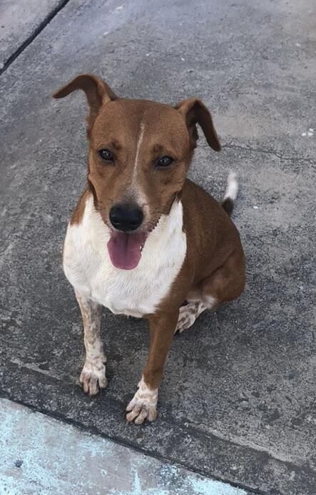 Ella es Wichita su nombre esta inspirado en una película de Zombies que es mi favorita. Ella llego a mi vida hace aprox 8 años y hoy partió de este mundo terrenal gracias a un pequeño tumor que pudo más que ella!! Gracias por ser mi compañera por tanto tiempo y verme crecer. Te extrañaré pequeña.