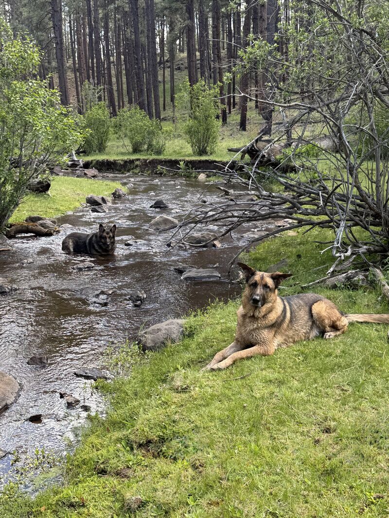 My GSDs living their best life