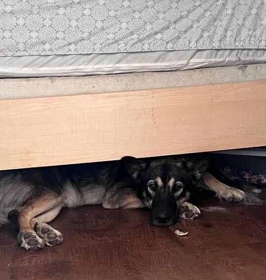 Why my German shepherd always sleep under my bed?