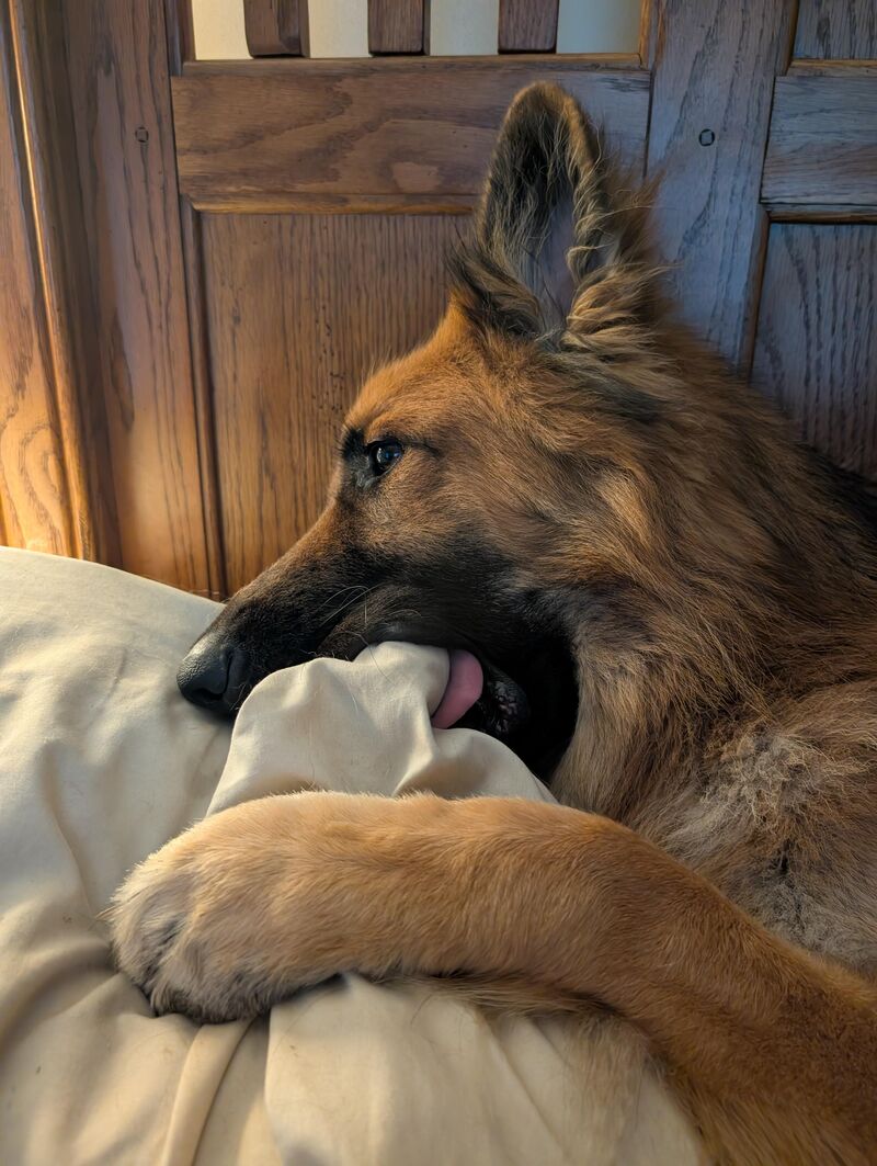 There is a pillow bandit on the loose