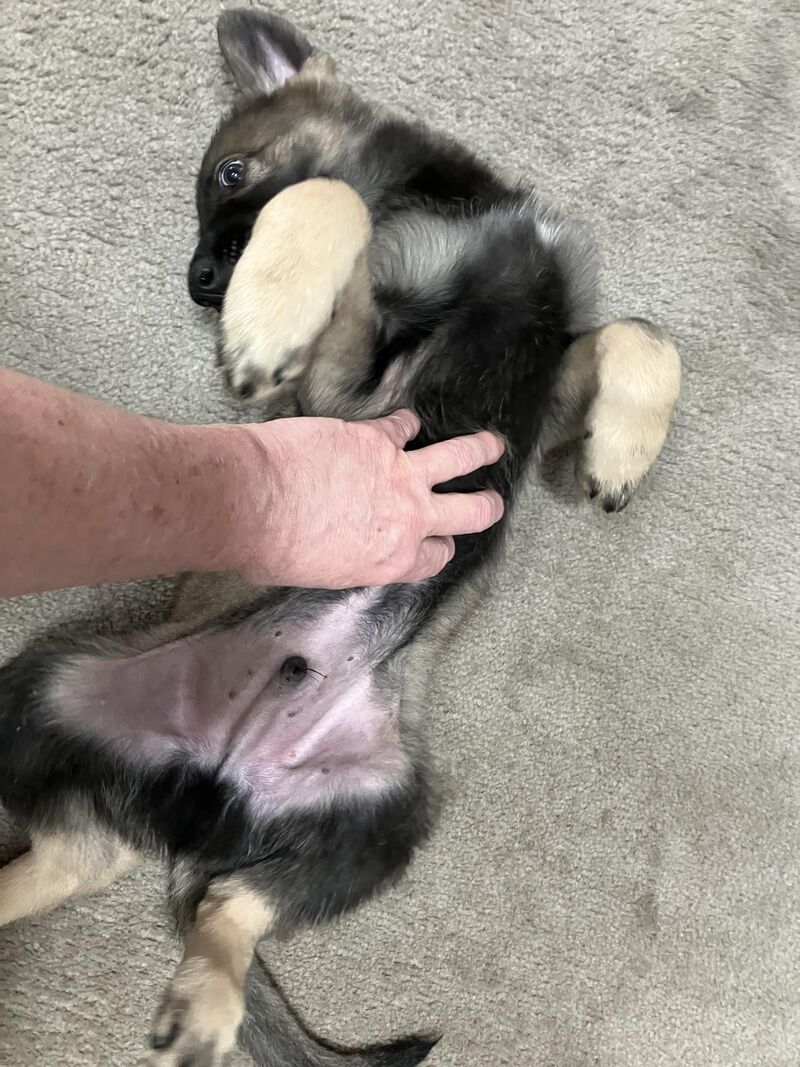 A rare moment of good boy