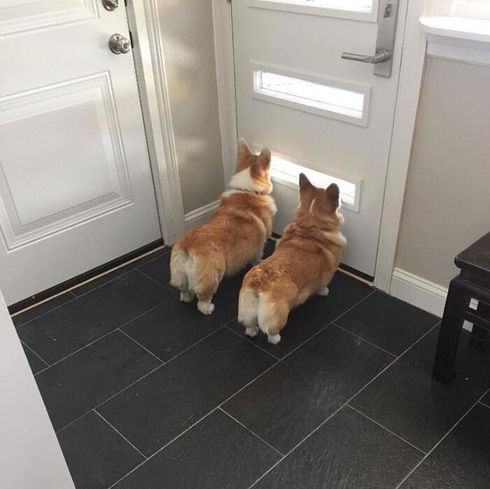 These two have a door made just for their height