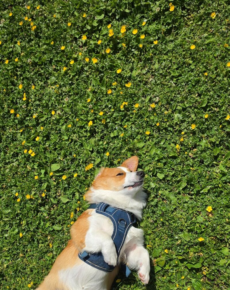 Make sure you're recharging your corgi in the sunlight