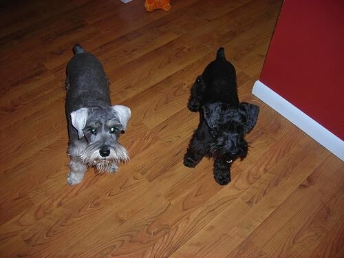 Schnauzer Miniature