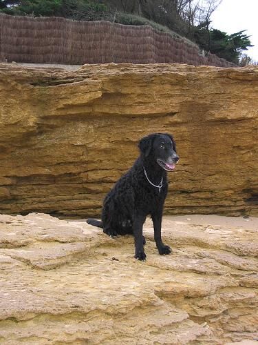 Retriever Curly
