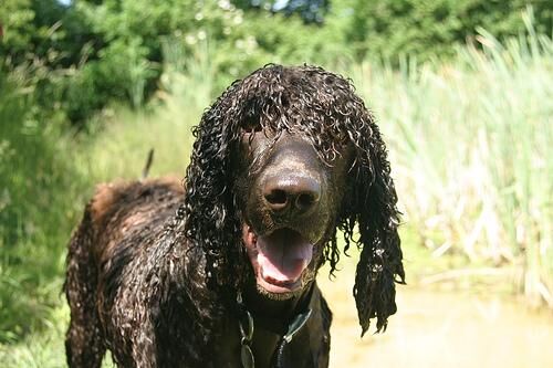 Spaniel Irish