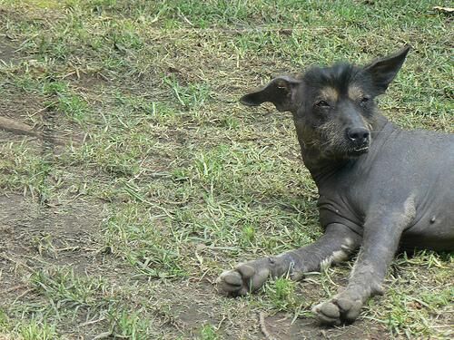 Mexicanhairless