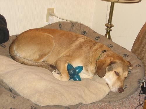 Retriever Chesapeake