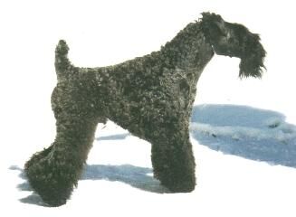 Terrier Kerryblue
