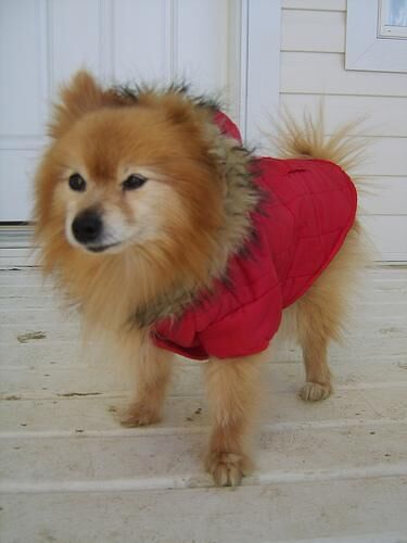 Pomeranian