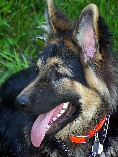 German Shepherd