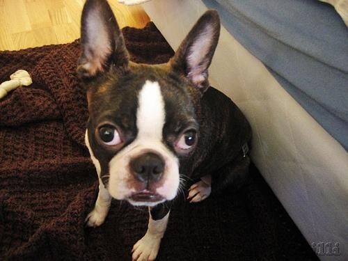 Bulldog Boston