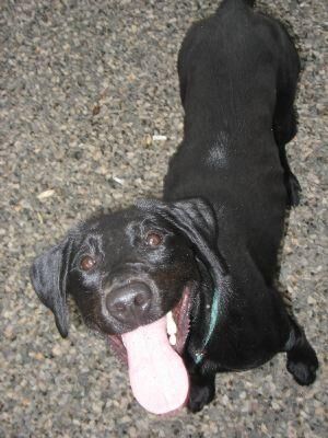 Labrador