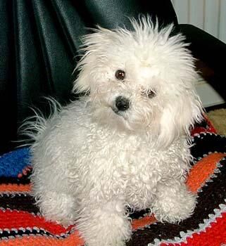 Poodle Toy
