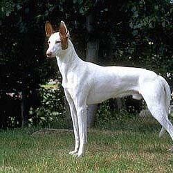 Hound Ibizan