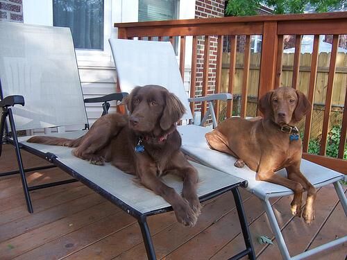 Vizsla