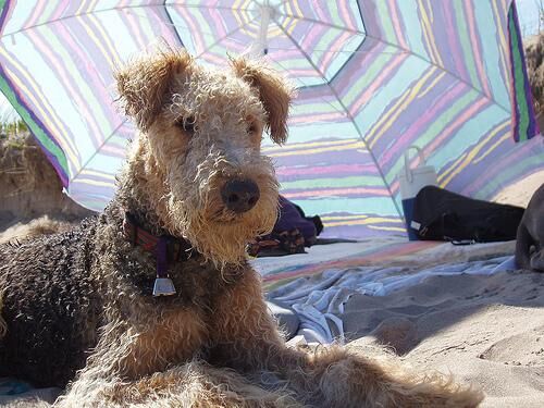Airedale