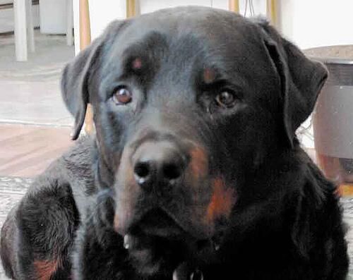 Rottweiler