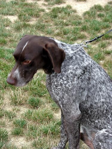 Pointer German