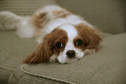 Spaniel Blenheim