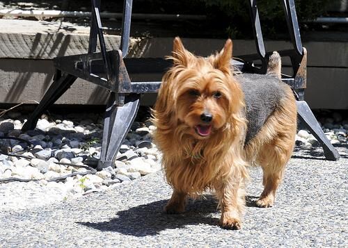 Terrier Australian