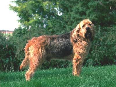 Otterhound
