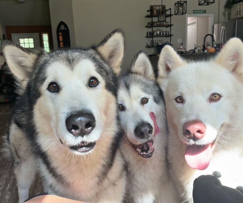 In this house, we don't eat alone. Ever. It's a legally binding joint venture where I provide the snacks and they provide the intense, unblinking psychological pressure.