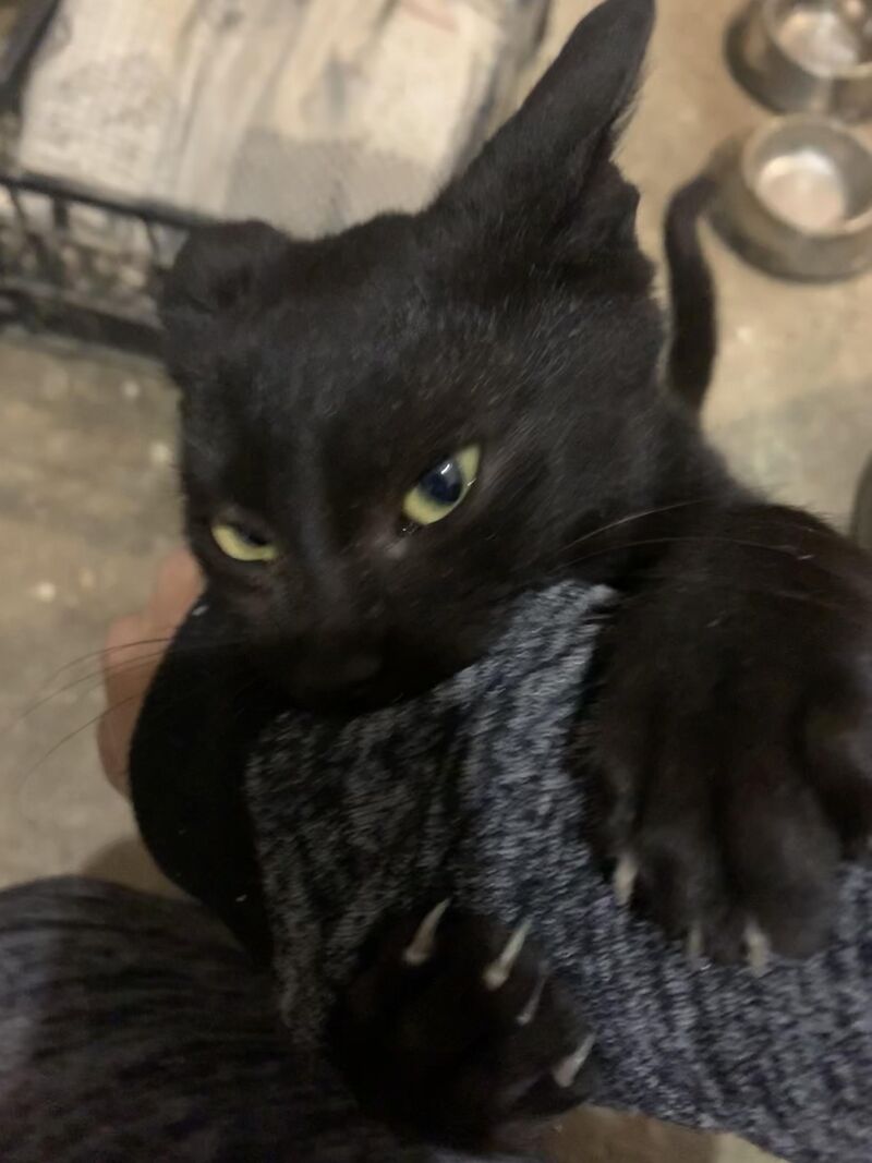 My cat accidentally unlocked dragon mode