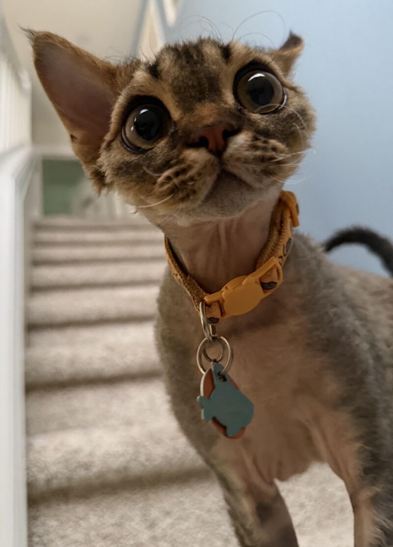 My sweet guy, Nimbus!