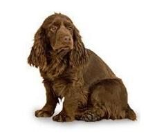 Spaniel Sussex