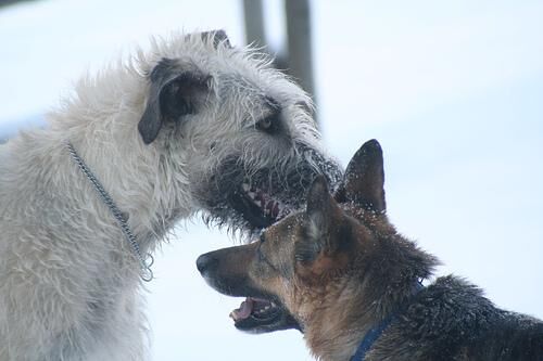 Wolfhound Irish