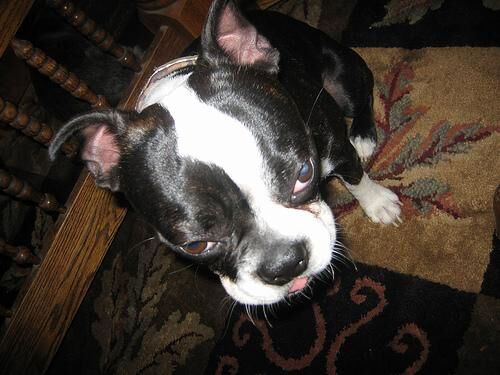 Bulldog Boston