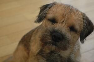Terrier Border