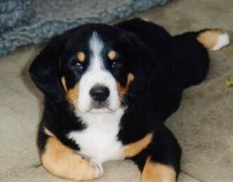 Entlebucher