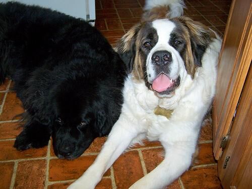 Stbernard