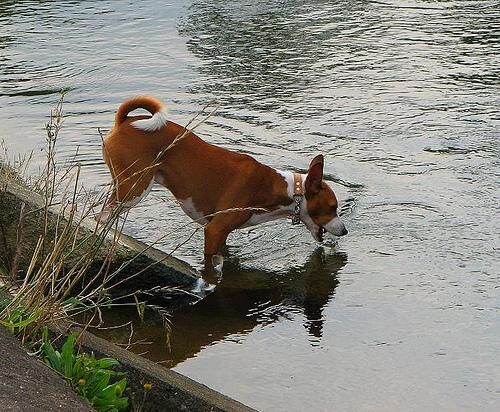 Basenji