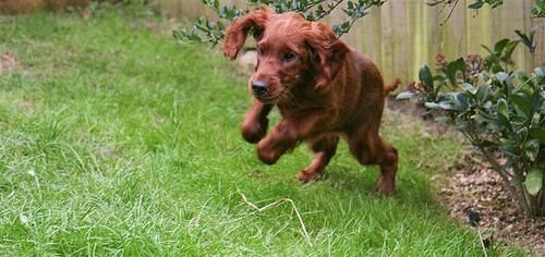 Setter Irish