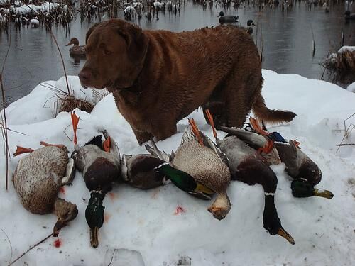 Retriever Chesapeake