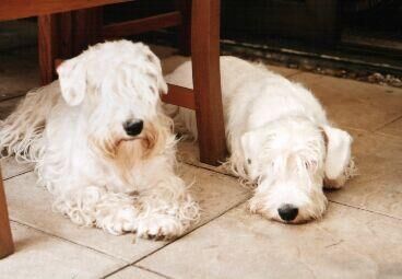 Terrier Sealyham