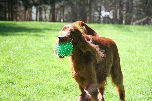 Setter Irish